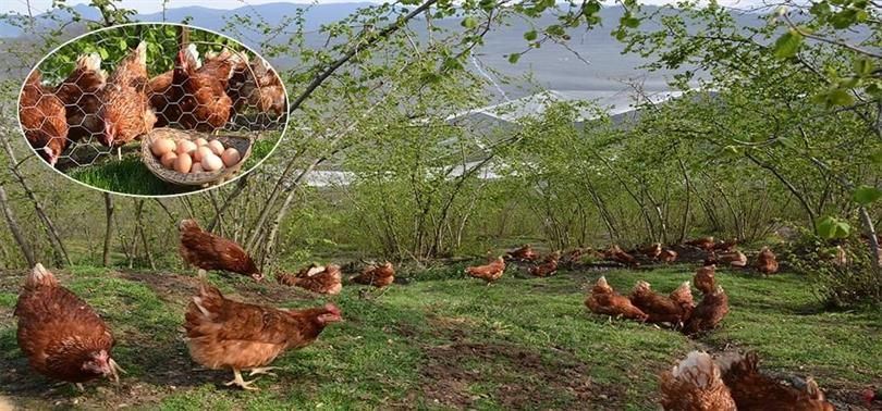 Fındık Altı Yumurta Tavukçuluğu Projesi