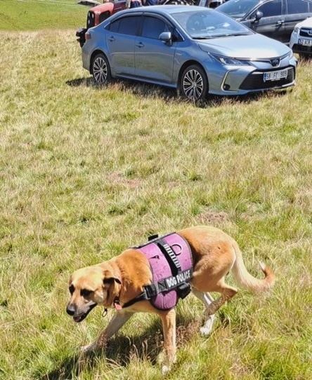 Mesudiye Karagöl Yaylaları Şenliği büyük bir coşkuyla kutlandı