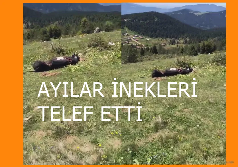 Ayılar inekleri telef etti