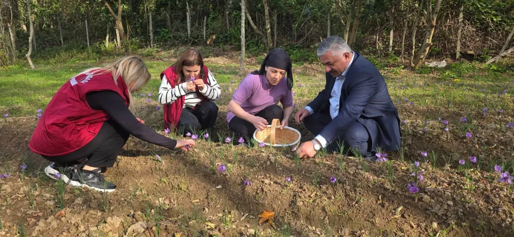 Ordu’nun Perşembe İlçesinde İlk Safran hasadı başladı