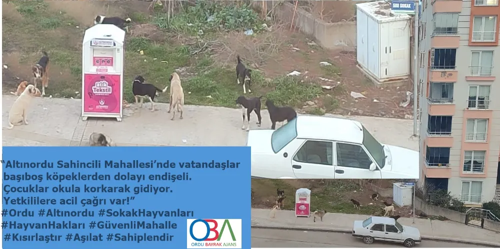 Orduda Başıboş köpek sorununa nasıl çözüm bulunacak?