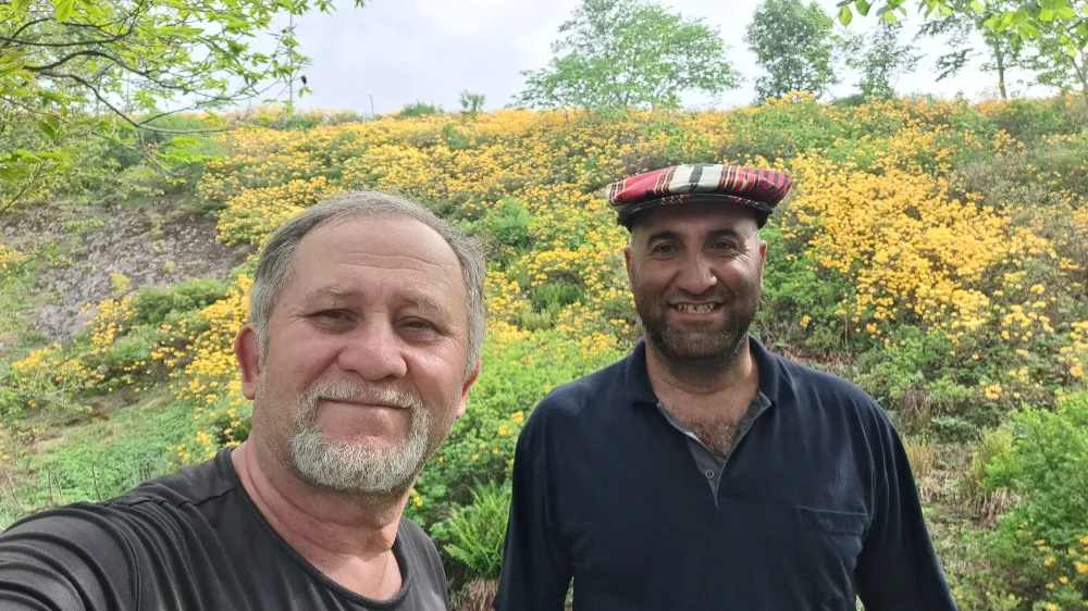 Karadeniz’in Gizemli Çiçeği Sarı Orman Gülü, Yaylaları Sarıya Boyadı