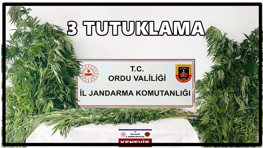 ORDU’DA KENEVİR OPERASYONU: 3 KİŞİ TUTUKLANDI