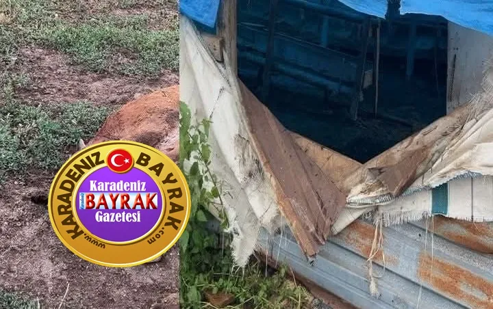 AHIRA GİREN AYI İNEĞİ PARÇALADI