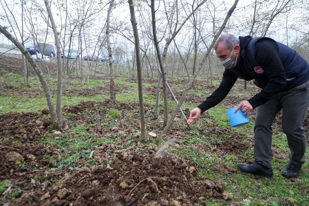 Vali Sonel, Fındık Ocaklarına Gübre Attı, Çapalama Yaptı