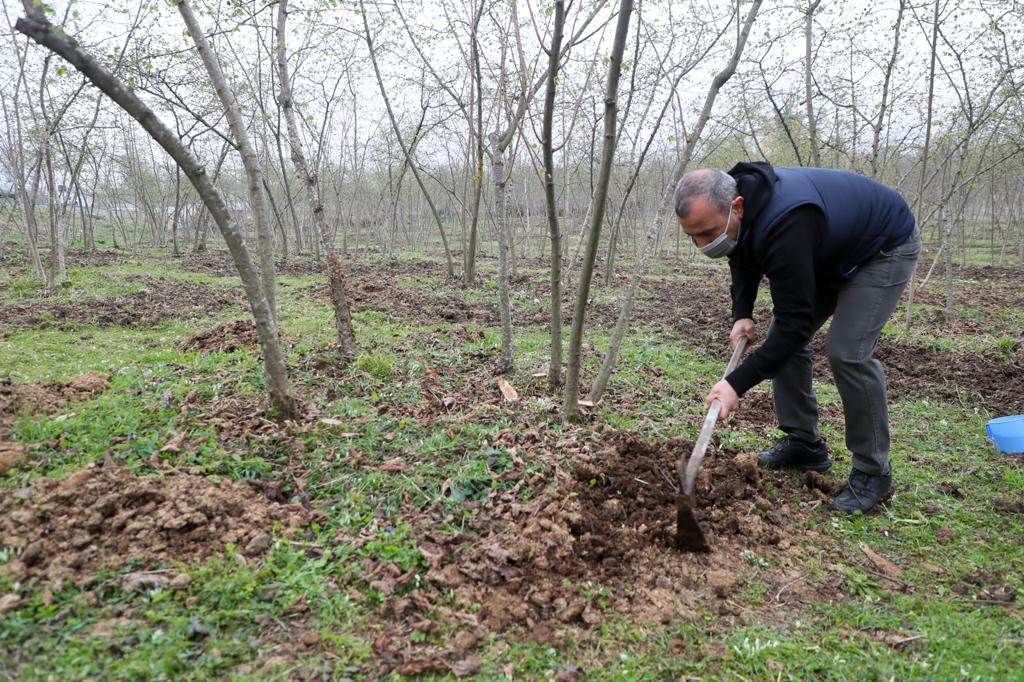 Vali Sonel, Fındık Ocaklarına Gübre Attı, Çapalama Yaptı