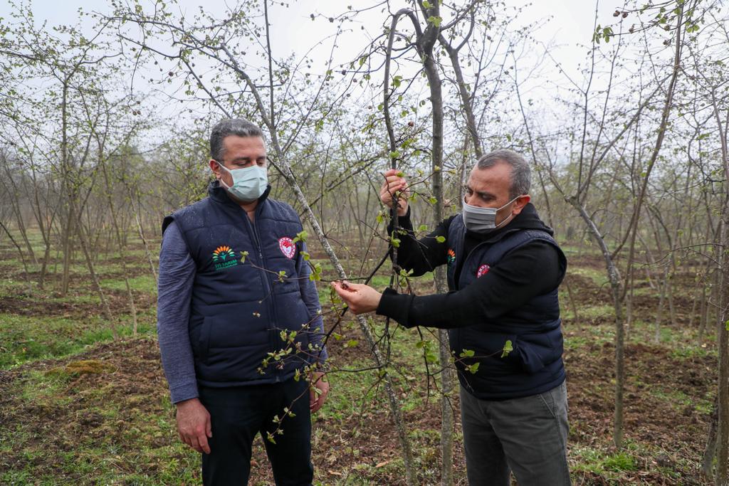 Vali Sonel, Fındık Ocaklarına Gübre Attı, Çapalama Yaptı