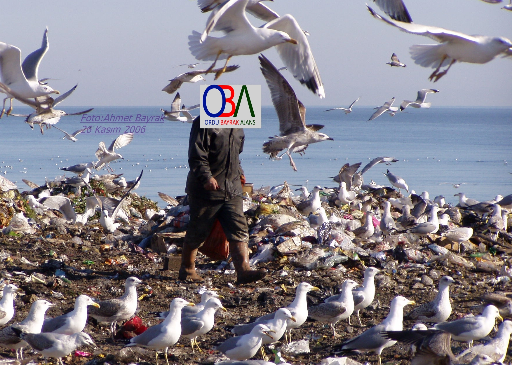 ORDU’NUN ÇÖPLÜĞÜ ALTINORDU’NUN LAVANTA BAHÇESİ OLDU