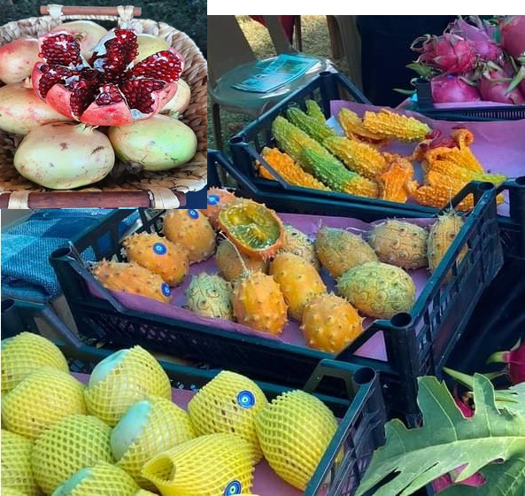 Gazipaşa Nar ve Tropik Meyve Festivali düzenlendi