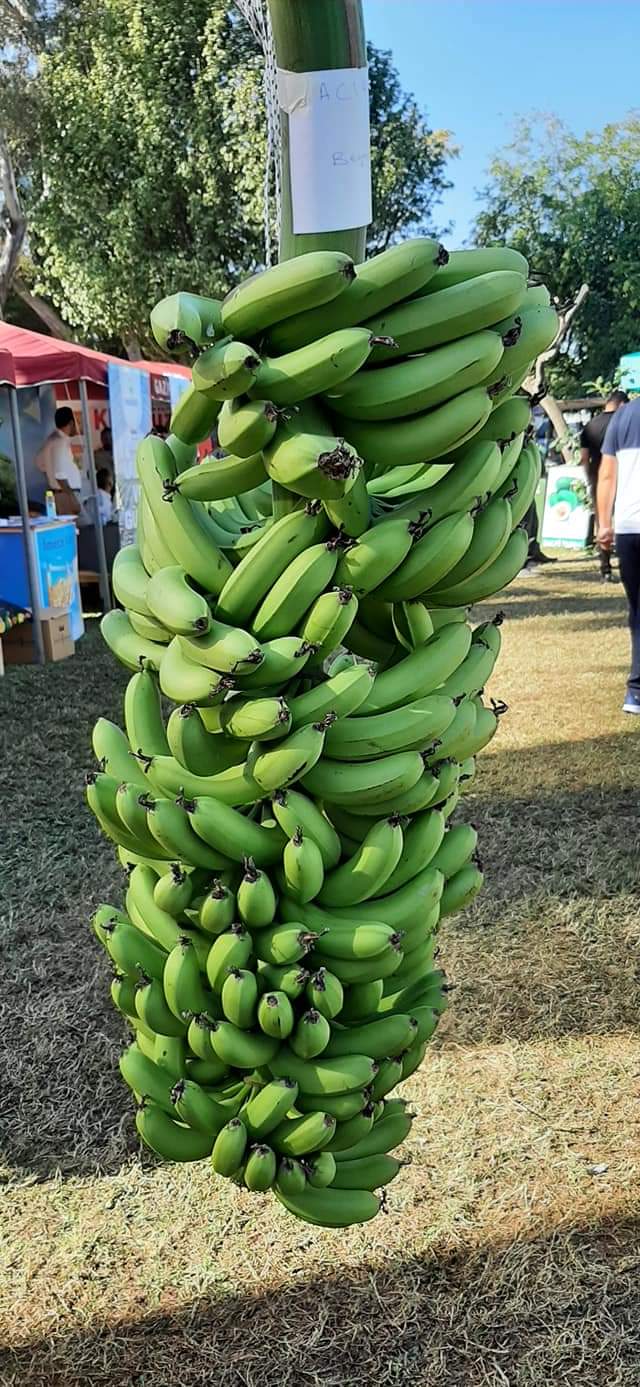 Gazipaşa Nar ve Tropik Meyve Festivali düzenlendi